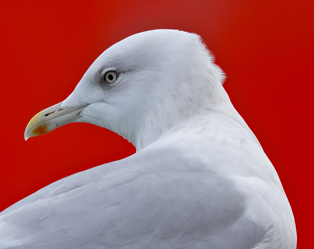 Kumlien's gull